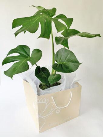Large Monstera Deliciosa Plant and Pot - Image 2