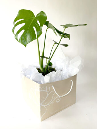 Short Monstera Deliciosa Plant and Pot - Image 2