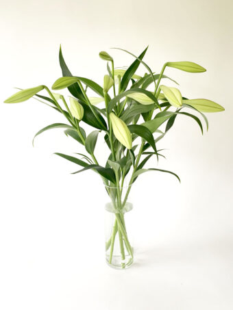 Pure Christmas Lily Stems